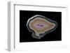 Banded Agate, Quartzsite, AZ-Darrell Gulin-Framed Photographic Print