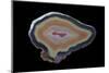 Banded Agate, Quartzsite, AZ-Darrell Gulin-Mounted Photographic Print