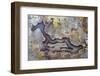 Banded Agate, Sammamish, Washington State-Darrell Gulin-Framed Premium Photographic Print