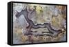 Banded Agate, Sammamish, Washington State-Darrell Gulin-Framed Stretched Canvas