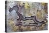 Banded Agate, Sammamish, Washington State-Darrell Gulin-Stretched Canvas