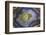 Banded Agate, Sammamish, Washington-Darrell Gulin-Framed Photographic Print