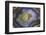 Banded Agate, Sammamish, Washington-Darrell Gulin-Framed Photographic Print