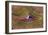 Banded Agate, Sammamish, Washington-Darrell Gulin-Framed Photographic Print