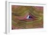 Banded Agate, Sammamish, Washington-Darrell Gulin-Framed Photographic Print