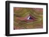 Banded Agate, Sammamish, Washington-Darrell Gulin-Framed Photographic Print