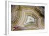 Banded Agate, Sammamish, Washington-Darrell Gulin-Framed Photographic Print