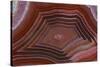 Banded Agate, Sammamish, Washington-Darrell Gulin-Stretched Canvas