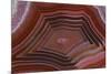 Banded Agate, Sammamish, Washington-Darrell Gulin-Mounted Photographic Print