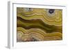 Banded Agate, Sammamish, Washington-Darrell Gulin-Framed Photographic Print