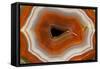 Banded Agate, Sammamish, Washington-Darrell Gulin-Framed Stretched Canvas