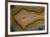 Banded Agate, Sammamish, Washington-Darrell Gulin-Framed Photographic Print