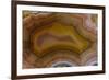 Banded Agate, Sammamish, Washington-Darrell Gulin-Framed Photographic Print