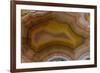 Banded Agate, Sammamish, Washington-Darrell Gulin-Framed Photographic Print