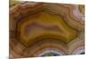 Banded Agate, Sammamish, Washington-Darrell Gulin-Mounted Photographic Print