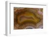 Banded Agate, Sammamish, Washington-Darrell Gulin-Framed Photographic Print