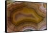 Banded Agate, Sammamish, Washington-Darrell Gulin-Framed Stretched Canvas