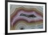 Banded Agate, Sammamish, Washington-Darrell Gulin-Framed Photographic Print