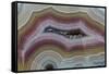 Banded Agate, Sammamish, Washington-Darrell Gulin-Framed Stretched Canvas