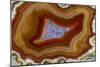 Banded Agate, Sammamish, Washington-Darrell Gulin-Mounted Photographic Print