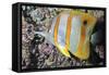 Banded Butterfly Fish-null-Framed Stretched Canvas