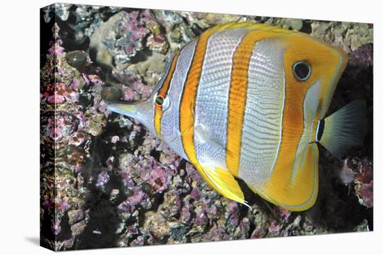 Banded Butterfly Fish-null-Stretched Canvas