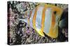 Banded Butterfly Fish-null-Stretched Canvas