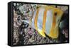 Banded Butterfly Fish-null-Framed Stretched Canvas