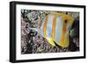 Banded Butterfly Fish-null-Framed Photographic Print