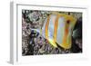 Banded Butterfly Fish-null-Framed Photographic Print