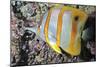 Banded Butterfly Fish-null-Mounted Photographic Print