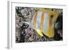 Banded Butterfly Fish-null-Framed Photographic Print
