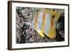 Banded Butterfly Fish-null-Framed Photographic Print