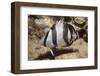 Banded Butterflyfish-Hal Beral-Framed Photographic Print