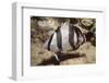 Banded Butterflyfish-Hal Beral-Framed Photographic Print