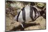 Banded Butterflyfish-Hal Beral-Mounted Photographic Print