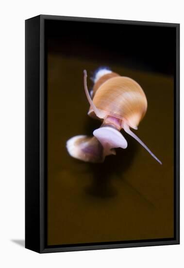 Banded Chink Shell (Lacuna Vincta) Swimming, Saltstraumen, Bod?, Norway, October 2008-Lundgren-Framed Stretched Canvas