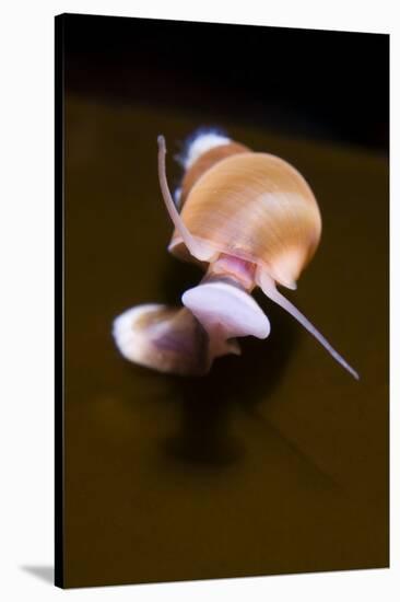 Banded Chink Shell (Lacuna Vincta) Swimming, Saltstraumen, Bod?, Norway, October 2008-Lundgren-Stretched Canvas