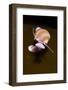 Banded Chink Shell (Lacuna Vincta) Swimming, Saltstraumen, Bod?, Norway, October 2008-Lundgren-Framed Photographic Print