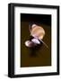 Banded Chink Shell (Lacuna Vincta) Swimming, Saltstraumen, Bod?, Norway, October 2008-Lundgren-Framed Photographic Print