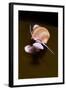 Banded Chink Shell (Lacuna Vincta) Swimming, Saltstraumen, Bod?, Norway, October 2008-Lundgren-Framed Photographic Print