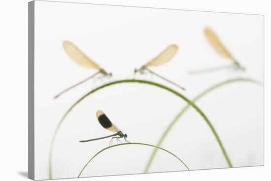 Banded Demoiselle (Calopteryx Splendens) Group Of Four On Plant Stems, River Leijgraaf, Nijmegen-Edwin Giesbers-Stretched Canvas