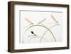 Banded Demoiselle (Calopteryx Splendens) Group Of Four On Plant Stems, River Leijgraaf, Nijmegen-Edwin Giesbers-Framed Photographic Print