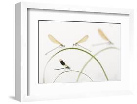 Banded Demoiselle (Calopteryx Splendens) Group Of Four On Plant Stems, River Leijgraaf, Nijmegen-Edwin Giesbers-Framed Photographic Print