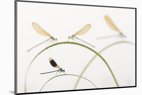 Banded Demoiselle (Calopteryx Splendens) Group Of Four On Plant Stems, River Leijgraaf, Nijmegen-Edwin Giesbers-Mounted Photographic Print