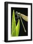 Banded Demoiselle {Calopteryx Splendens} Resting on Reed Covered in Dew, Lower Tamar Lakes, UK, May-Ross Hoddinott-Framed Photographic Print