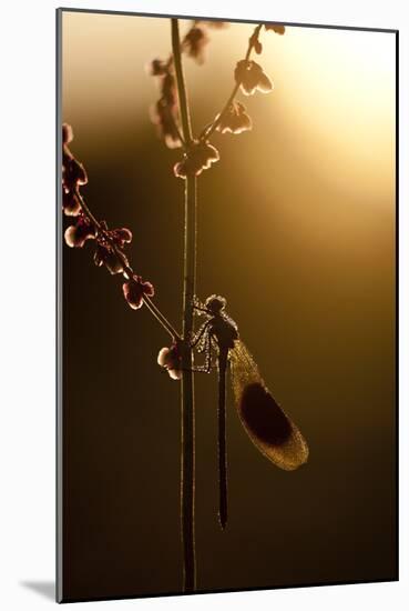 Banded Demoiselle Damselfly (Calopteryx Spendens) on Grass Stem, Lower Tamar Lakes, UK-Ross Hoddinott-Mounted Photographic Print