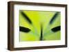 Banded demoiselle damselfly roosting among grasses, UK-Ross Hoddinott-Framed Photographic Print