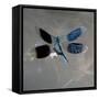 Banded Demoiselle, Spreaded Wings, Mating Behaviour-Harald Kroiss-Framed Stretched Canvas