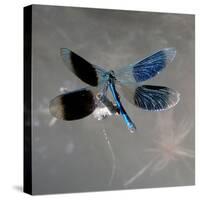 Banded Demoiselle, Spreaded Wings, Mating Behaviour-Harald Kroiss-Stretched Canvas